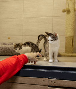 cat in patron pet center