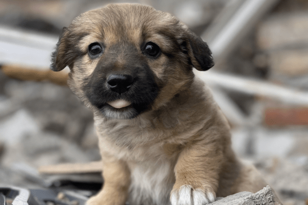 pup in ukraine rubble