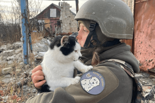 ukraine cat - 12 guards