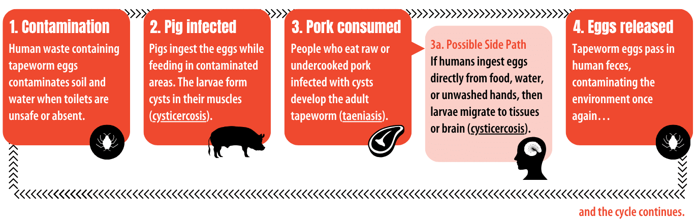 Infographic showing how Taenia solium spreads between people, pigs, and the environment, with a side path for human cysticercosis.
