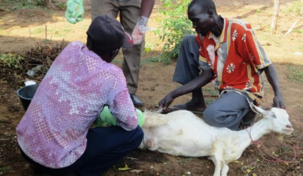 CAHW assessing a goat in south sudan