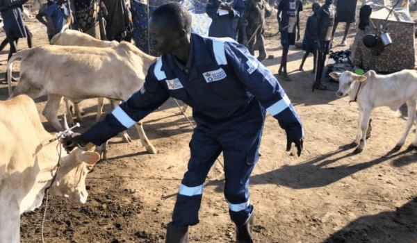 south sudan CAHW vaccinating cows