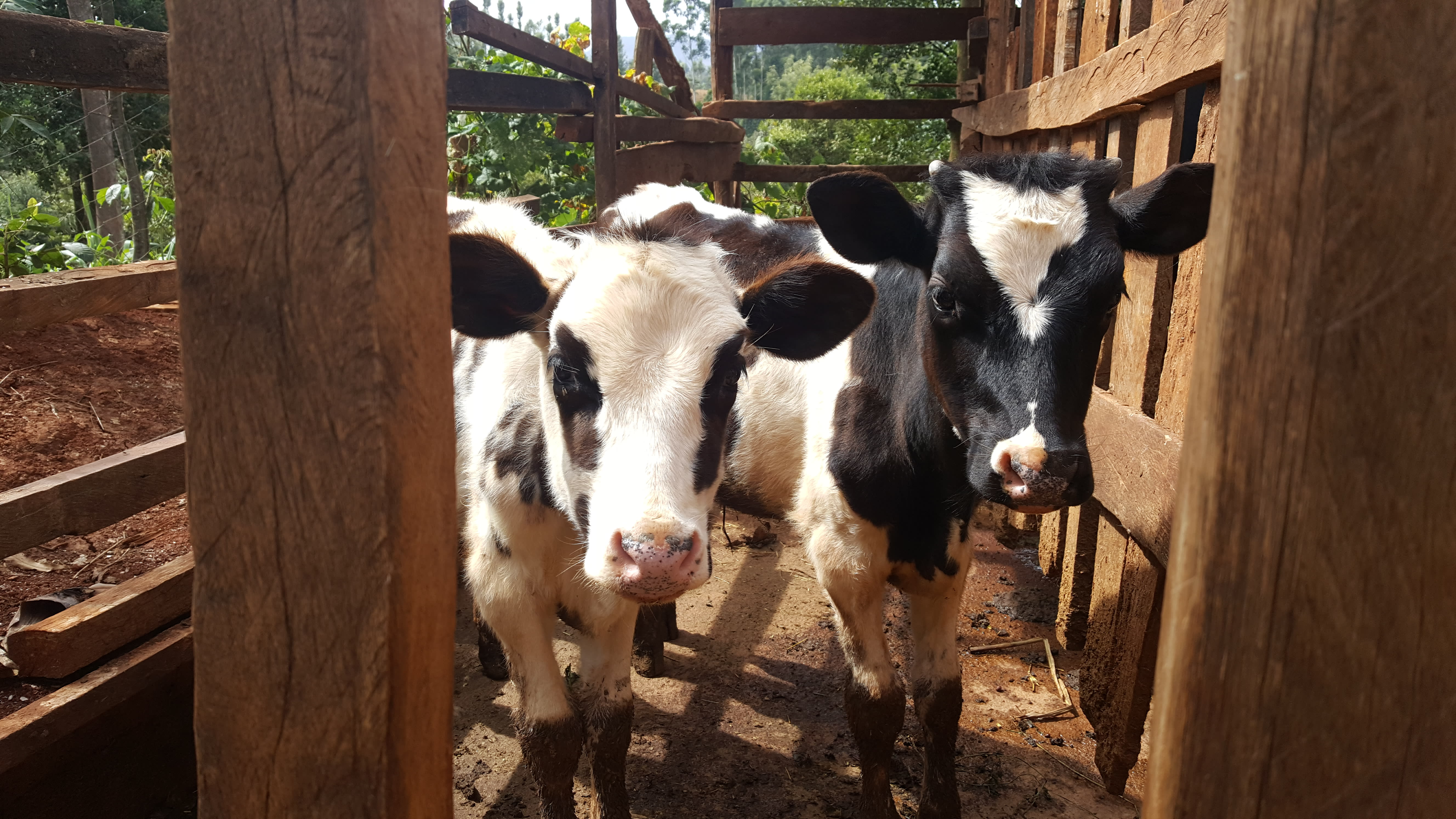 Cows in Kenya