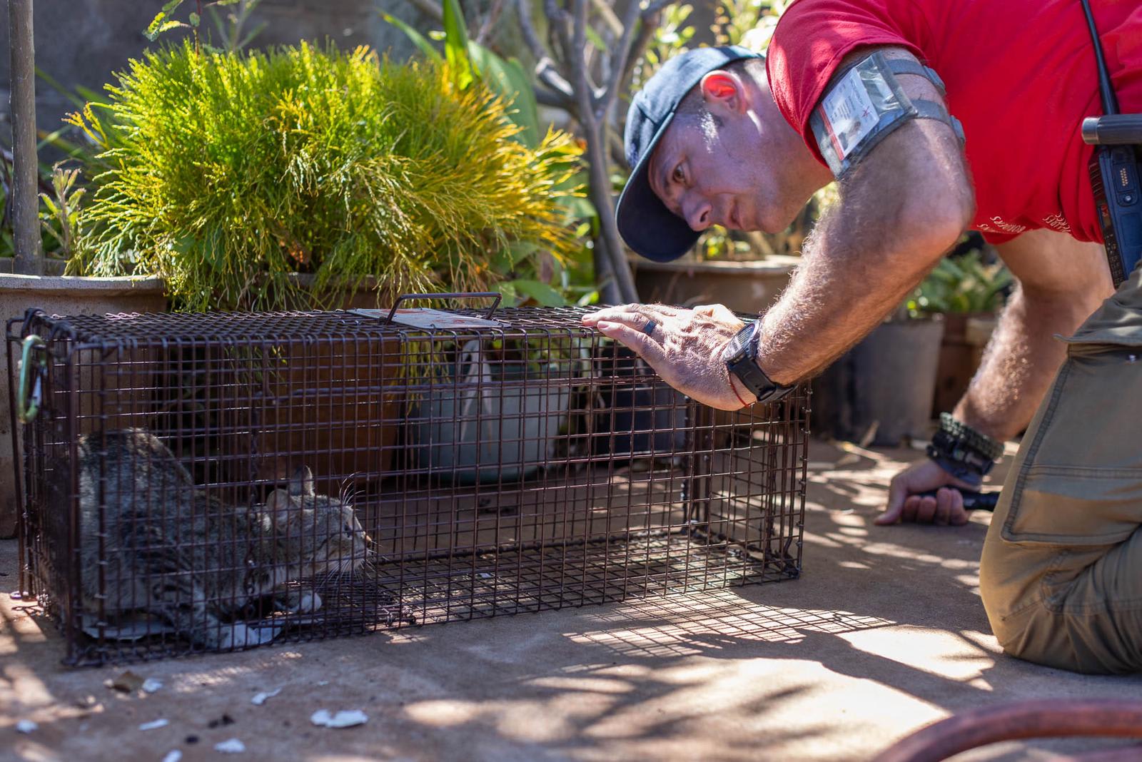 John Peaveler trapping cats in Lahaina Hawaii