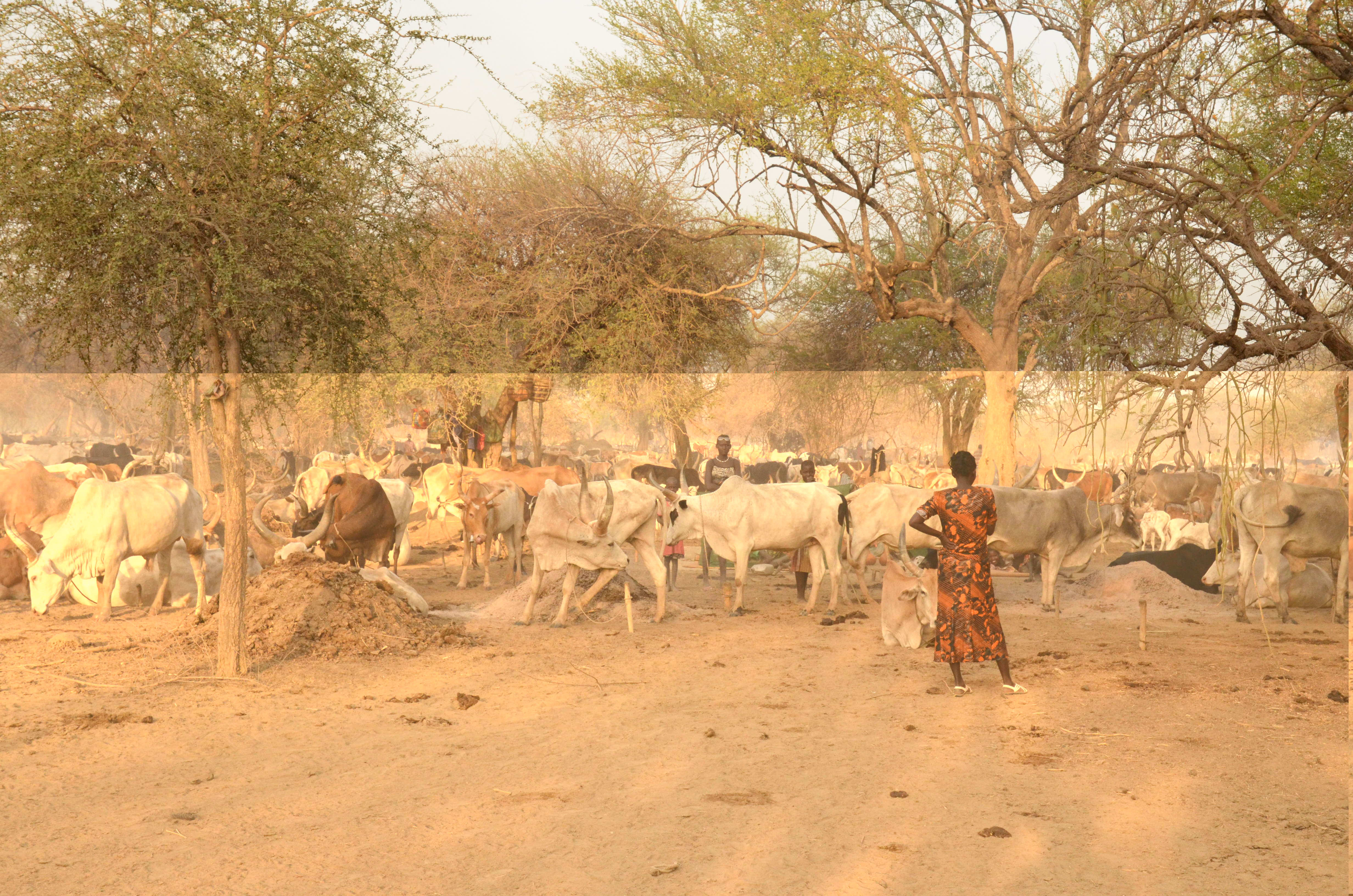 South Sudan Cows