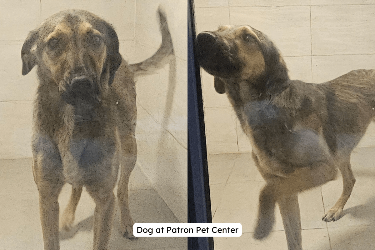 dog at pet patron center