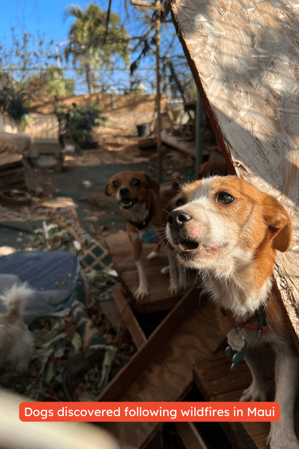 dogs in maui