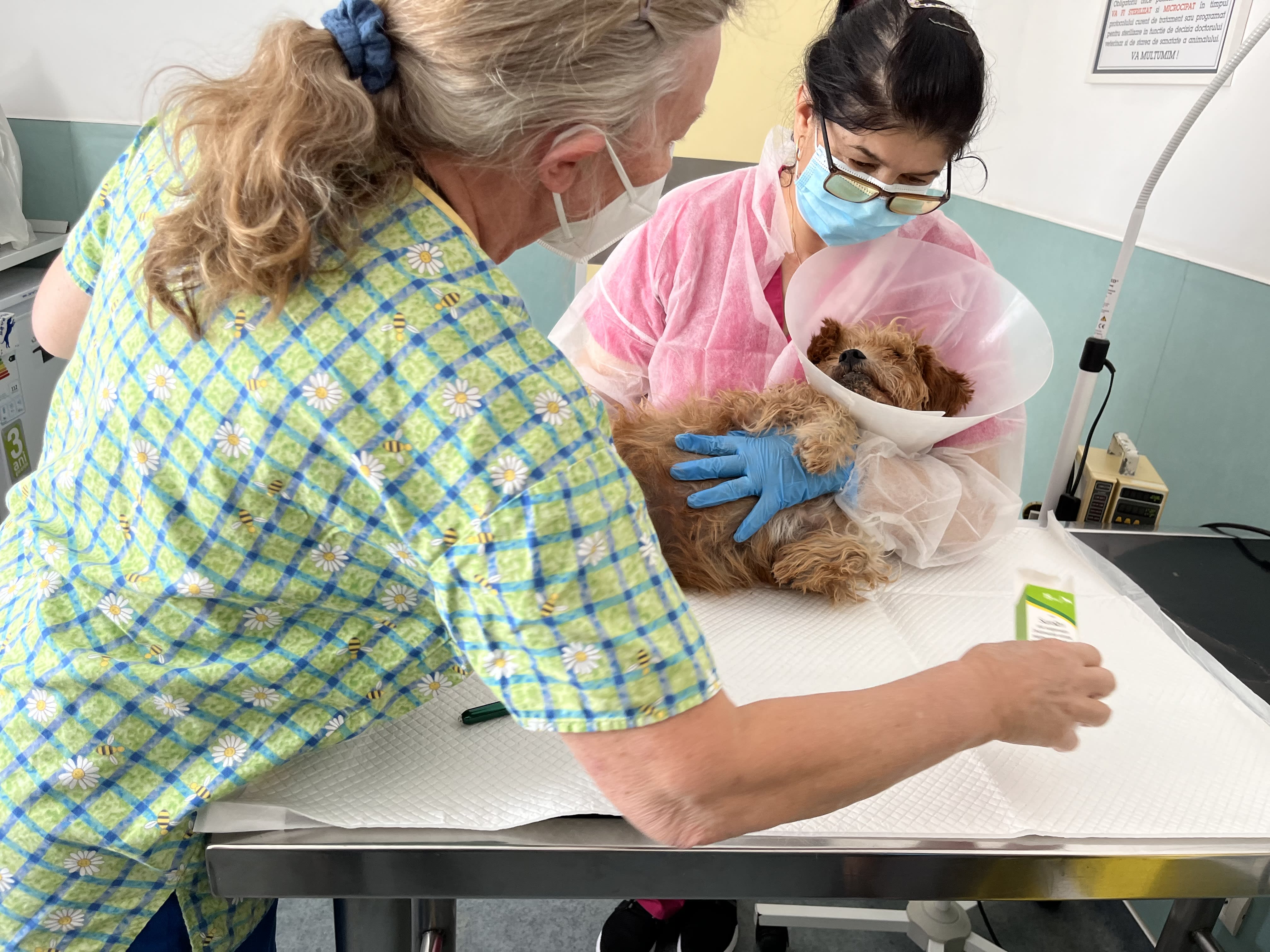 Janet Davis DVM and Vet tech in clinic checking up a spay neuter patient