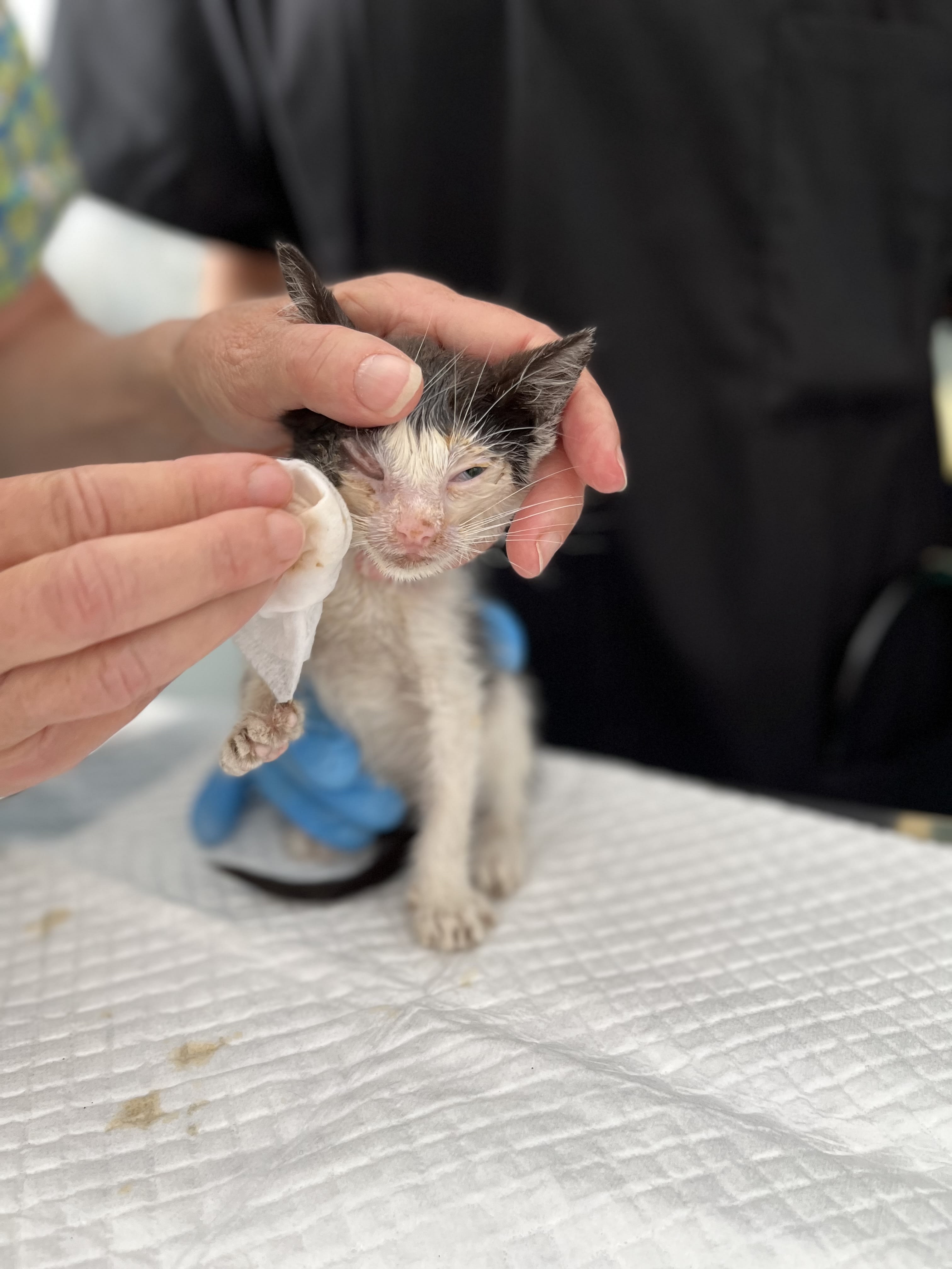 Toby the kitten in Romania