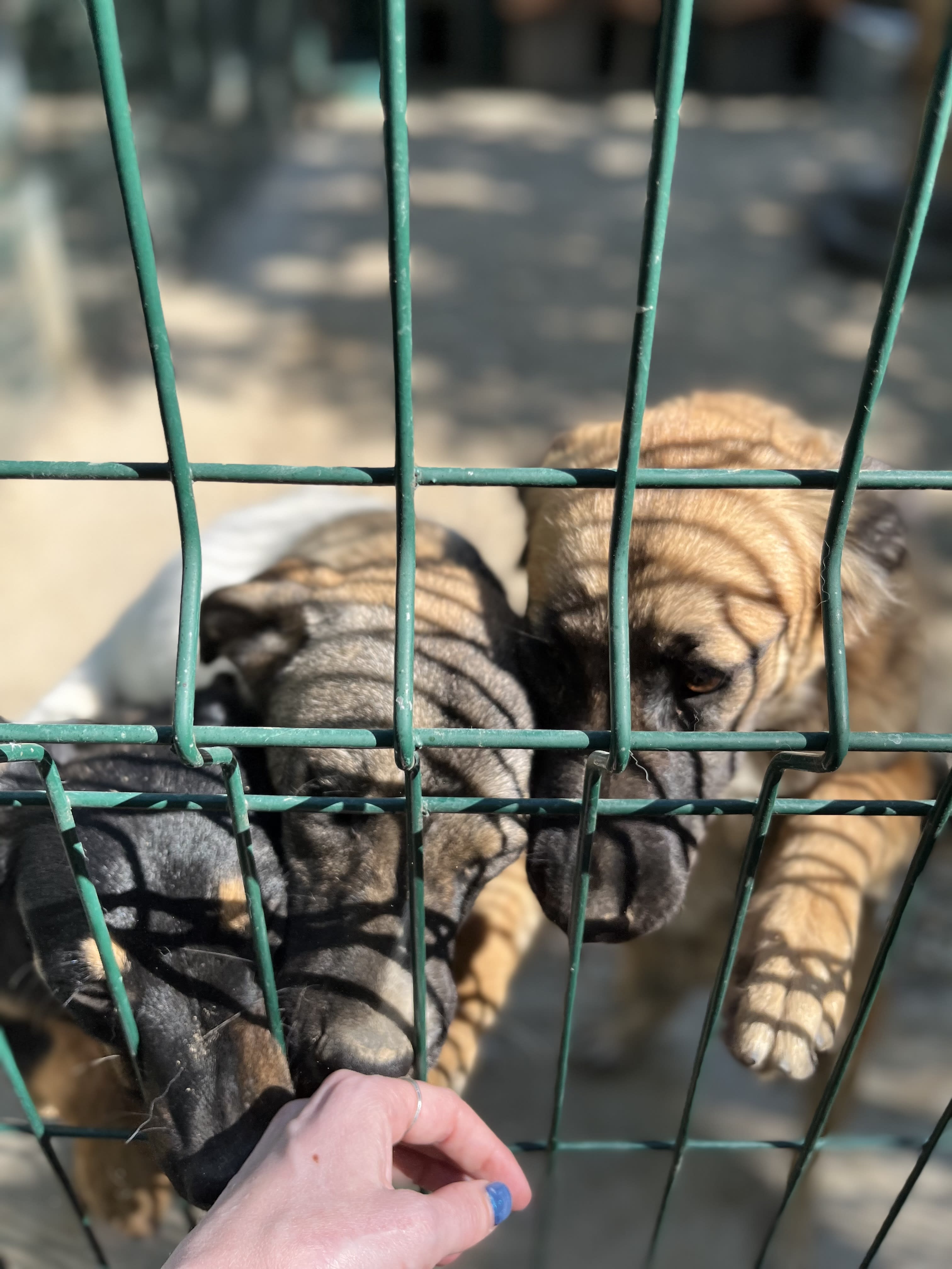 Ukrainian dogs at Save the dogs in Romania