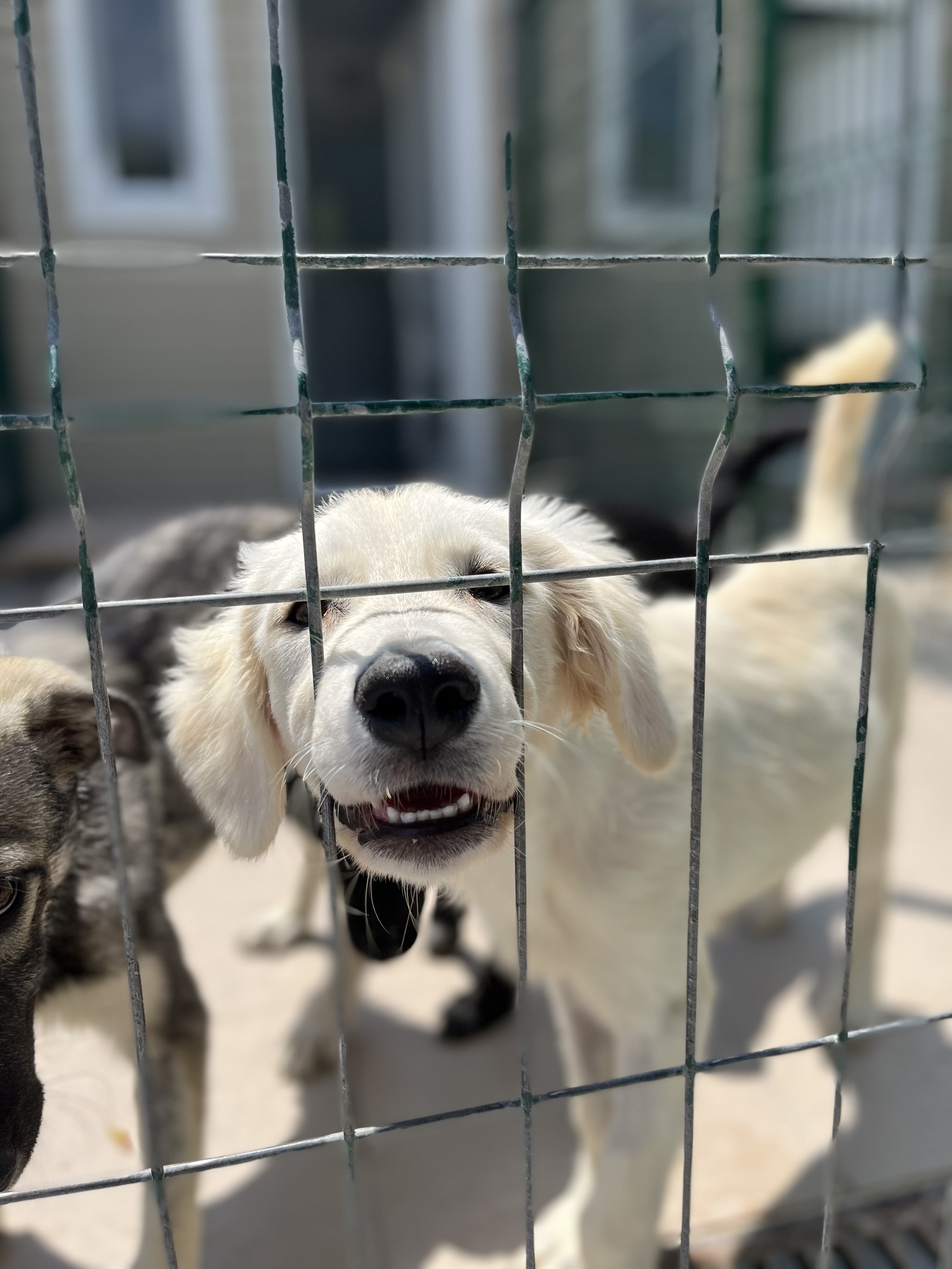 Puppy in kennel at Save the Dogs Romania