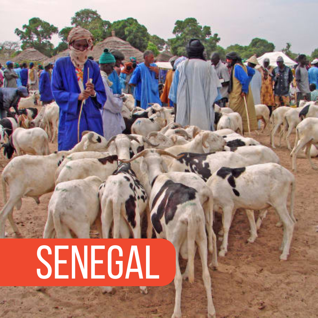 VETS page - senegal