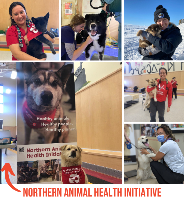 dog at northern clinic