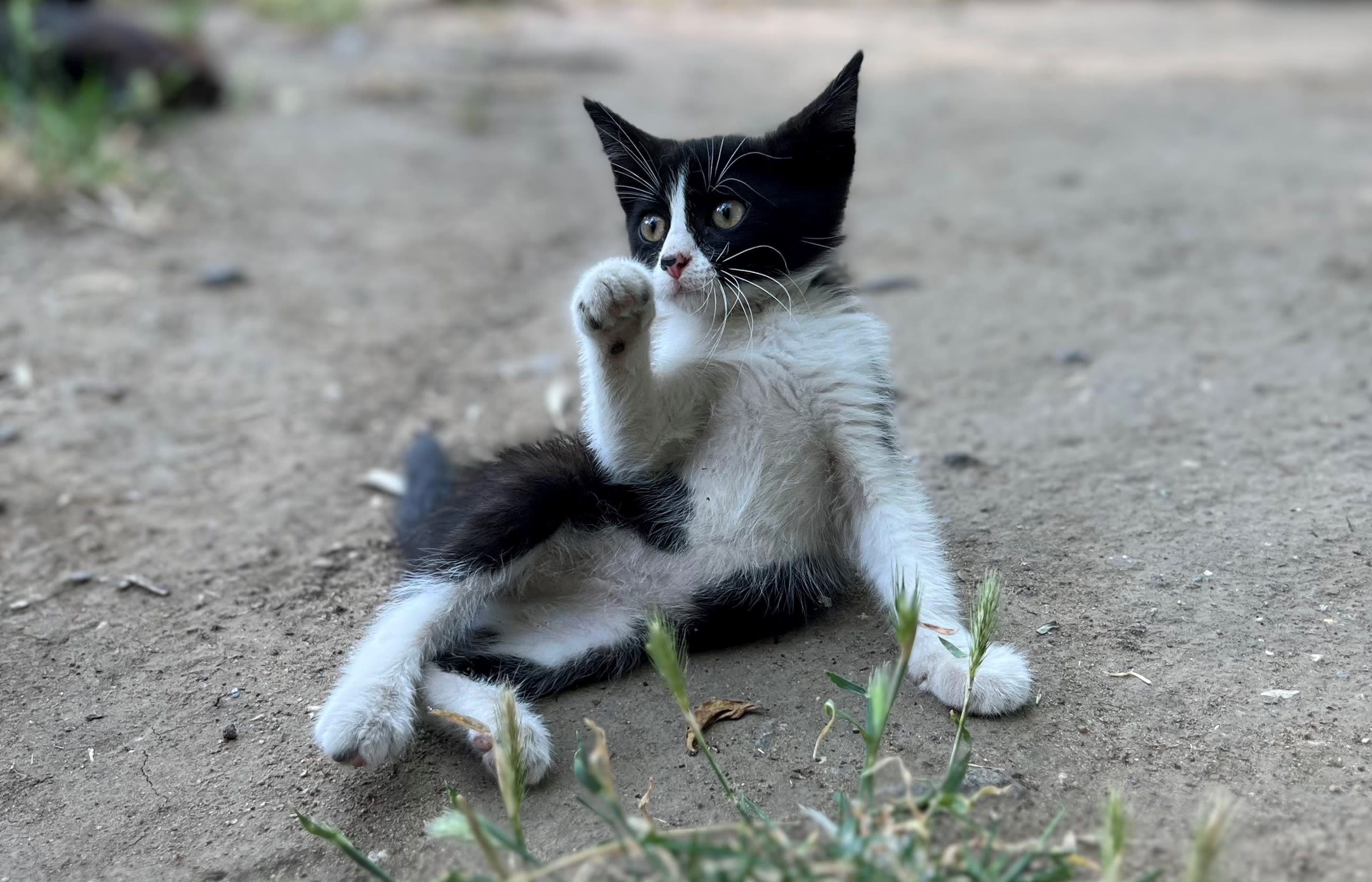 Clover the txedo kitten in Ukraine