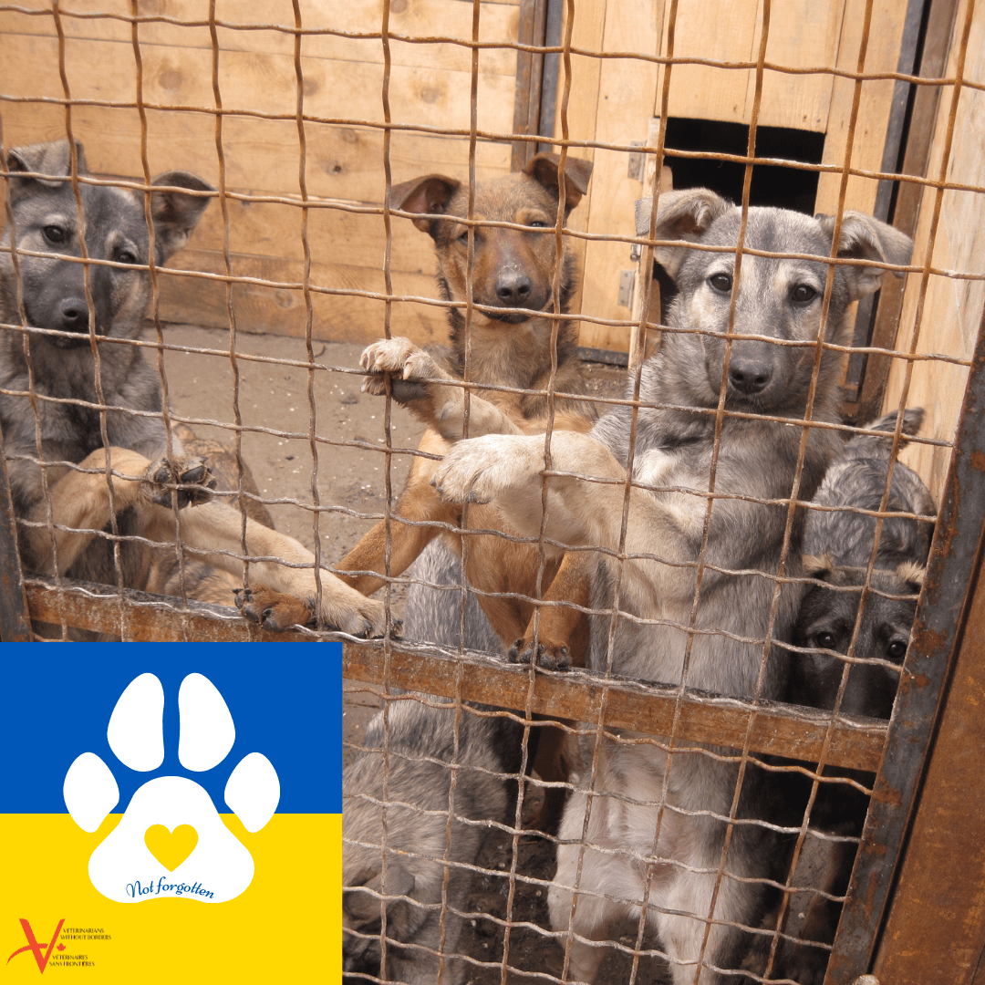 Dogs in Ukraine shelter looking out of their kennel