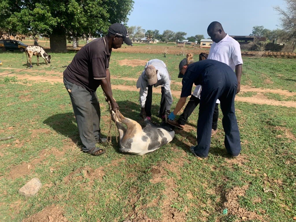 VWB/VSF volunteers helping to vaccinate farm animals against anthrax in Ghana