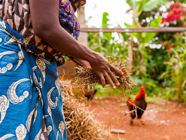 Close up of a woman wearing a colourful skirt and shirt holding hay with a chicken in the background.