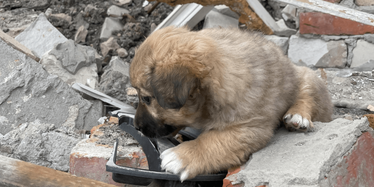 dog in ukraine