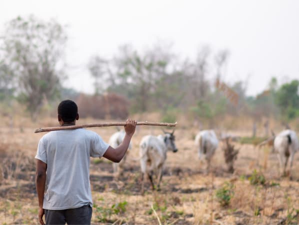 Man in the foreground holding a large stick over his shoulder with cattle out of focus in the background.