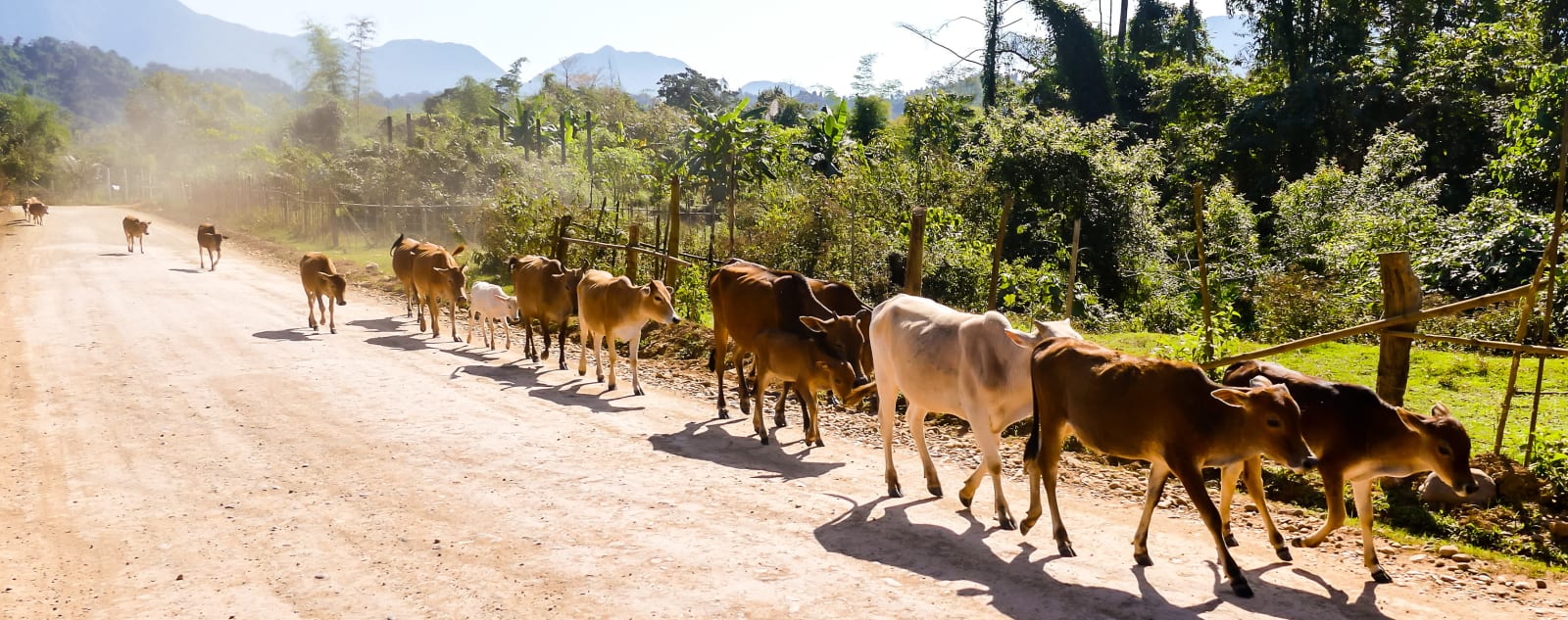 A long row of cattle