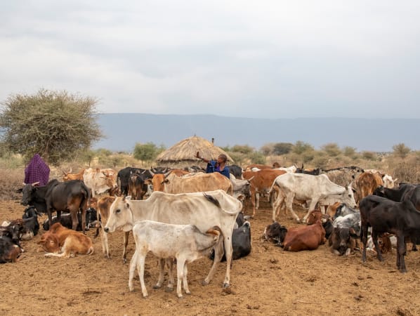 Two women in Senegal with a herd of cattle. 