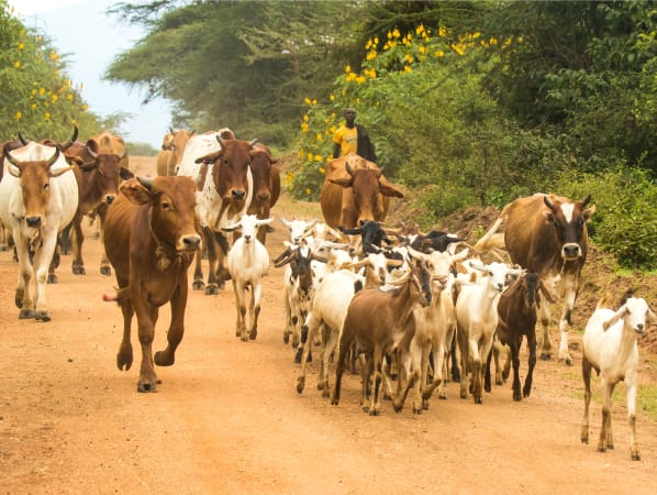 Cows and goats running down a dirt road with a farmer in the background
