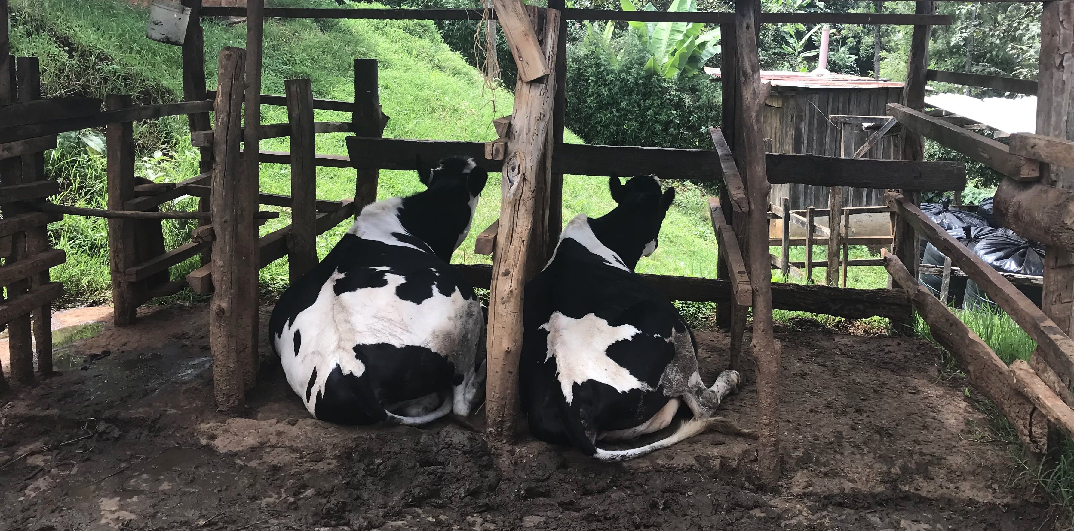 cows laying in grass