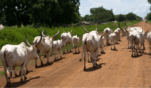 cows walking on road in south sudan