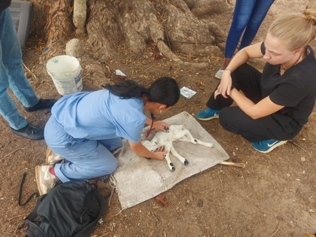 Performing a health assessment on goats.