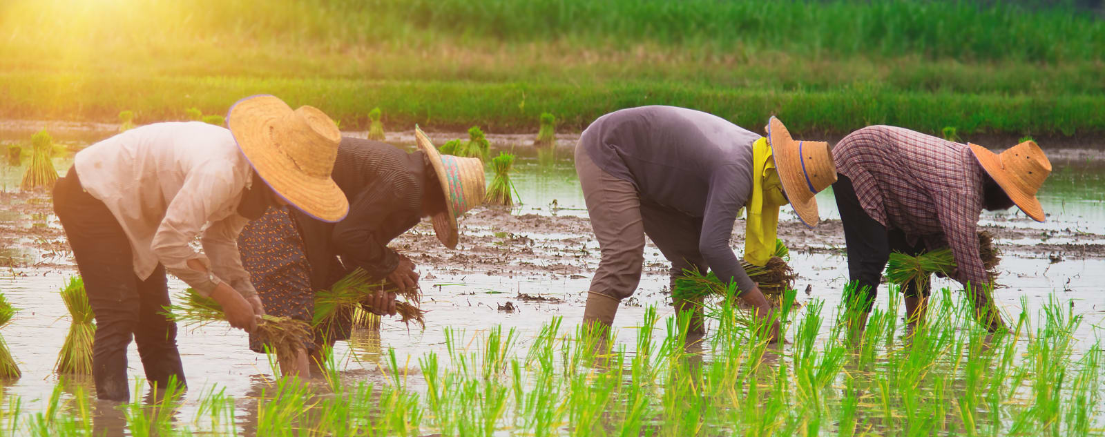 Four rice farmers wearing straw hats are bent over, water up to their mid-calf, in a rice field harvesting rice.
