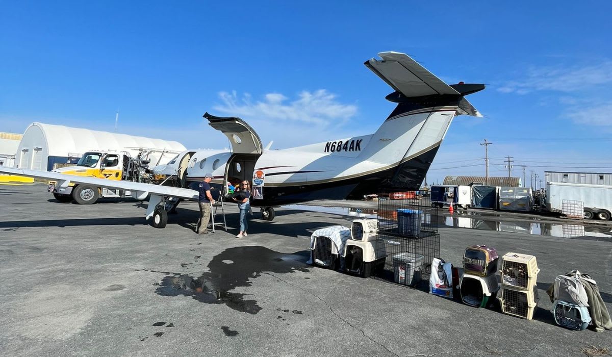 crates of pets are lined up beside a Wings of Rescue airplane as pets are evacuated from Yellowknife