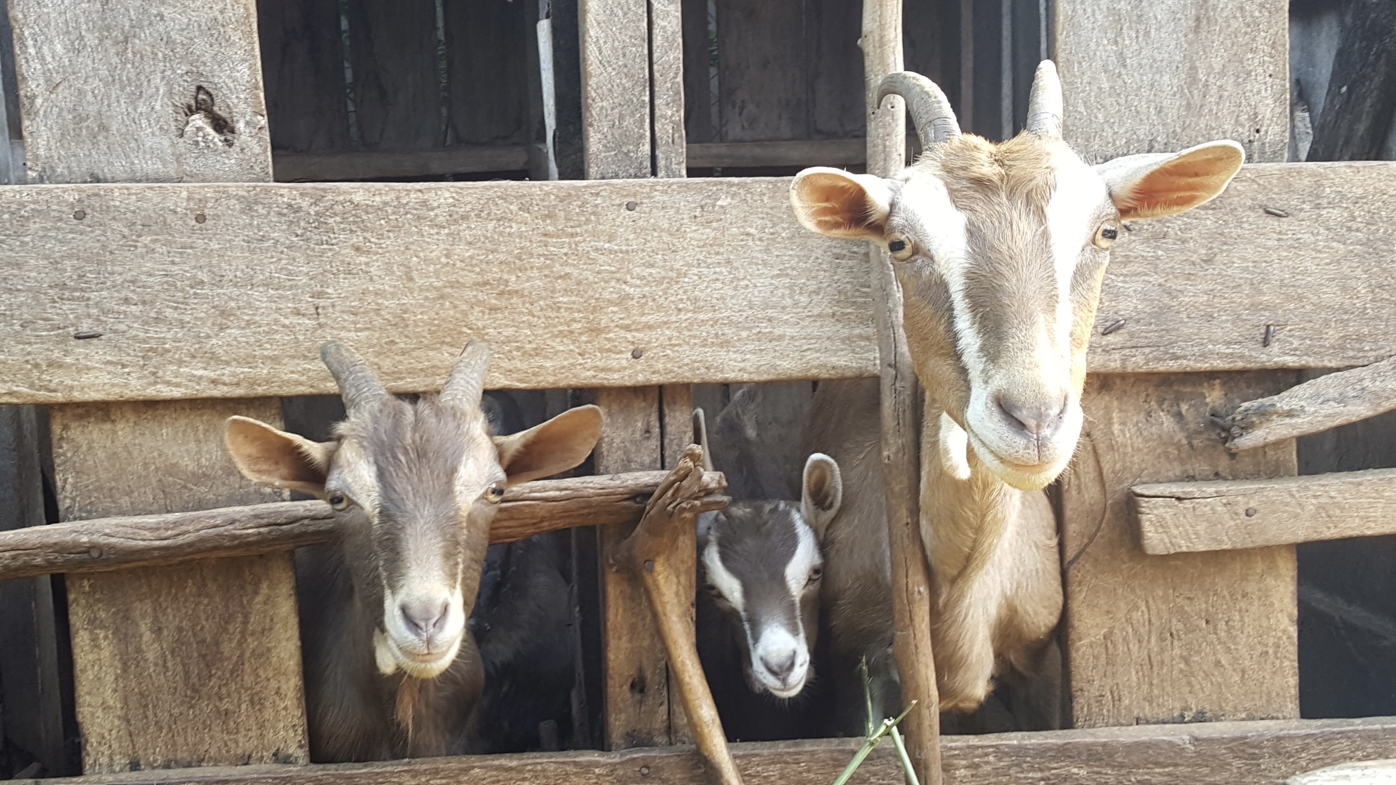 Cows in Kenya