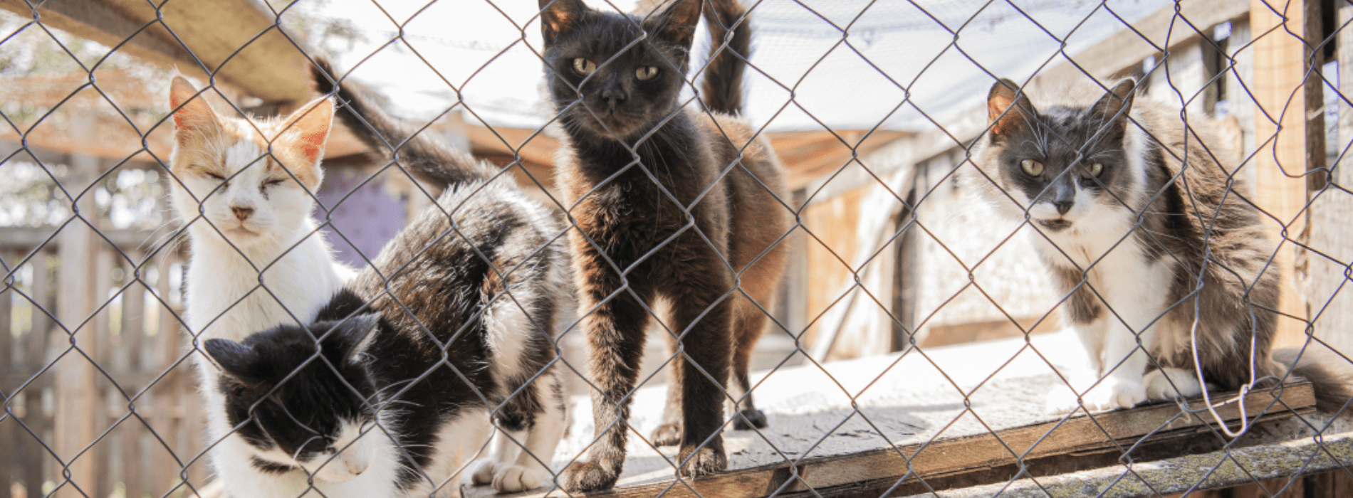 Cats in shelter in Ukraine