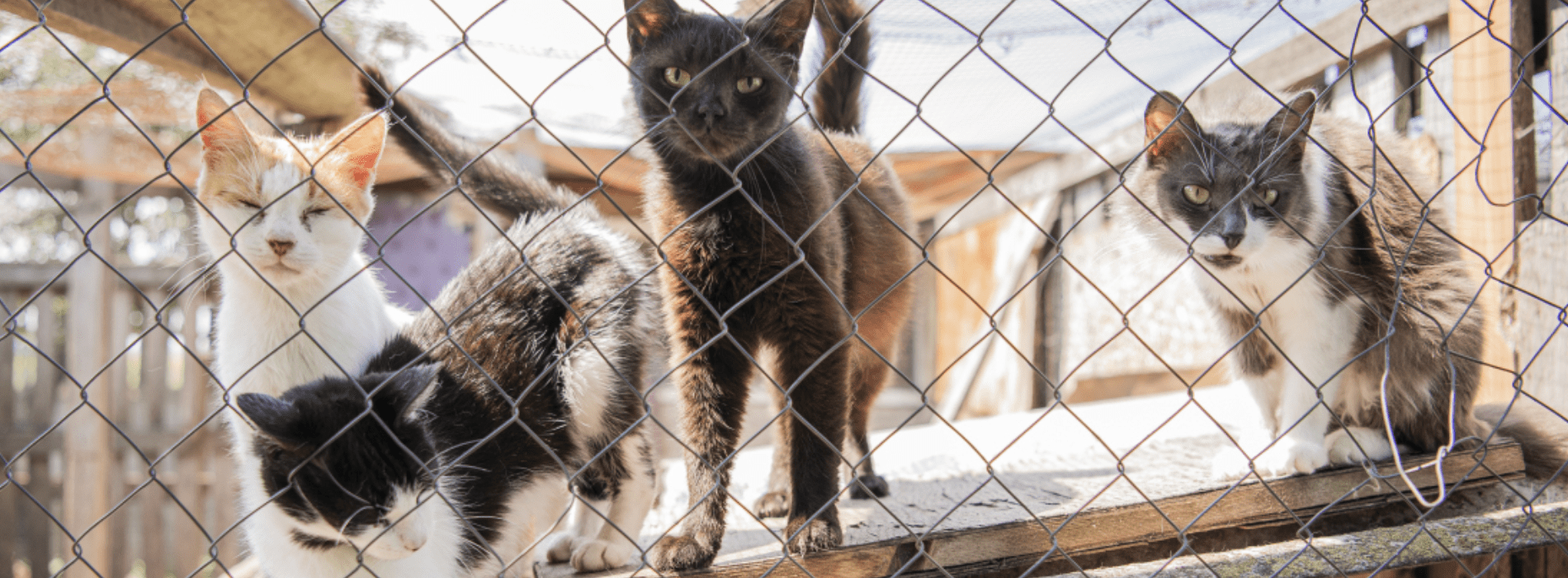 Group of cats in Ukraine