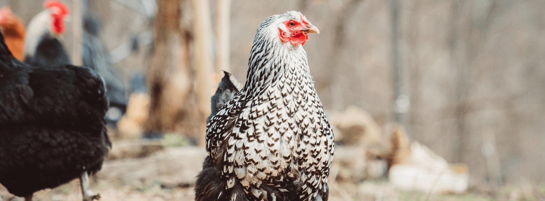 A group of chickens on a farm