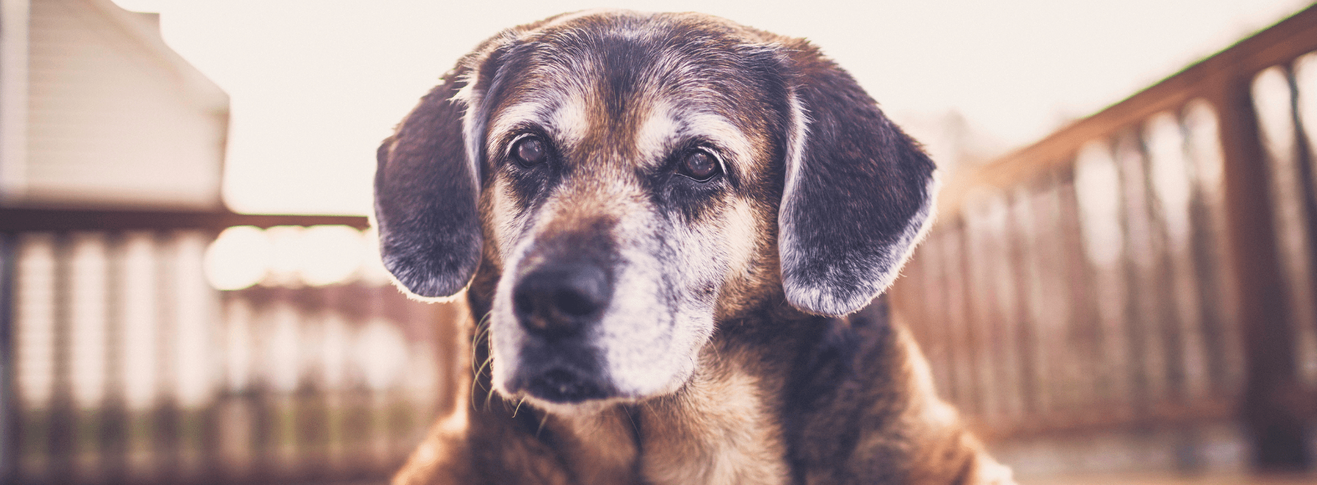 old dog on porch