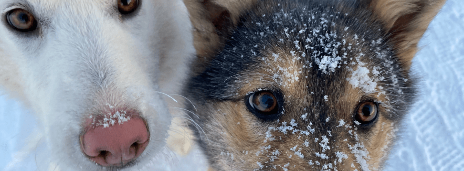 Two dogs in northern canada