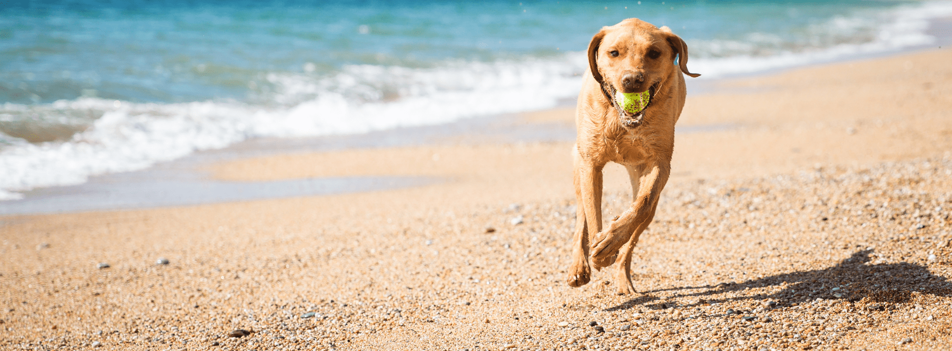 dog running on beach