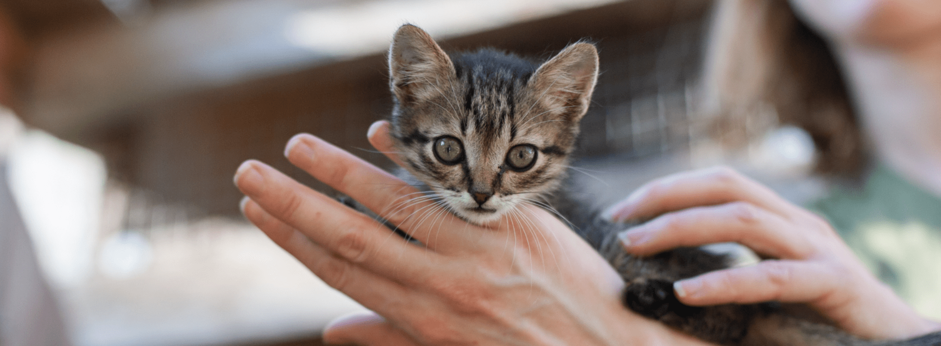 A kitten rests on an animal care worker's hand