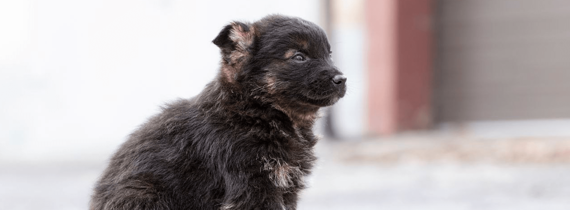 A dog sits in the street in Ukraine