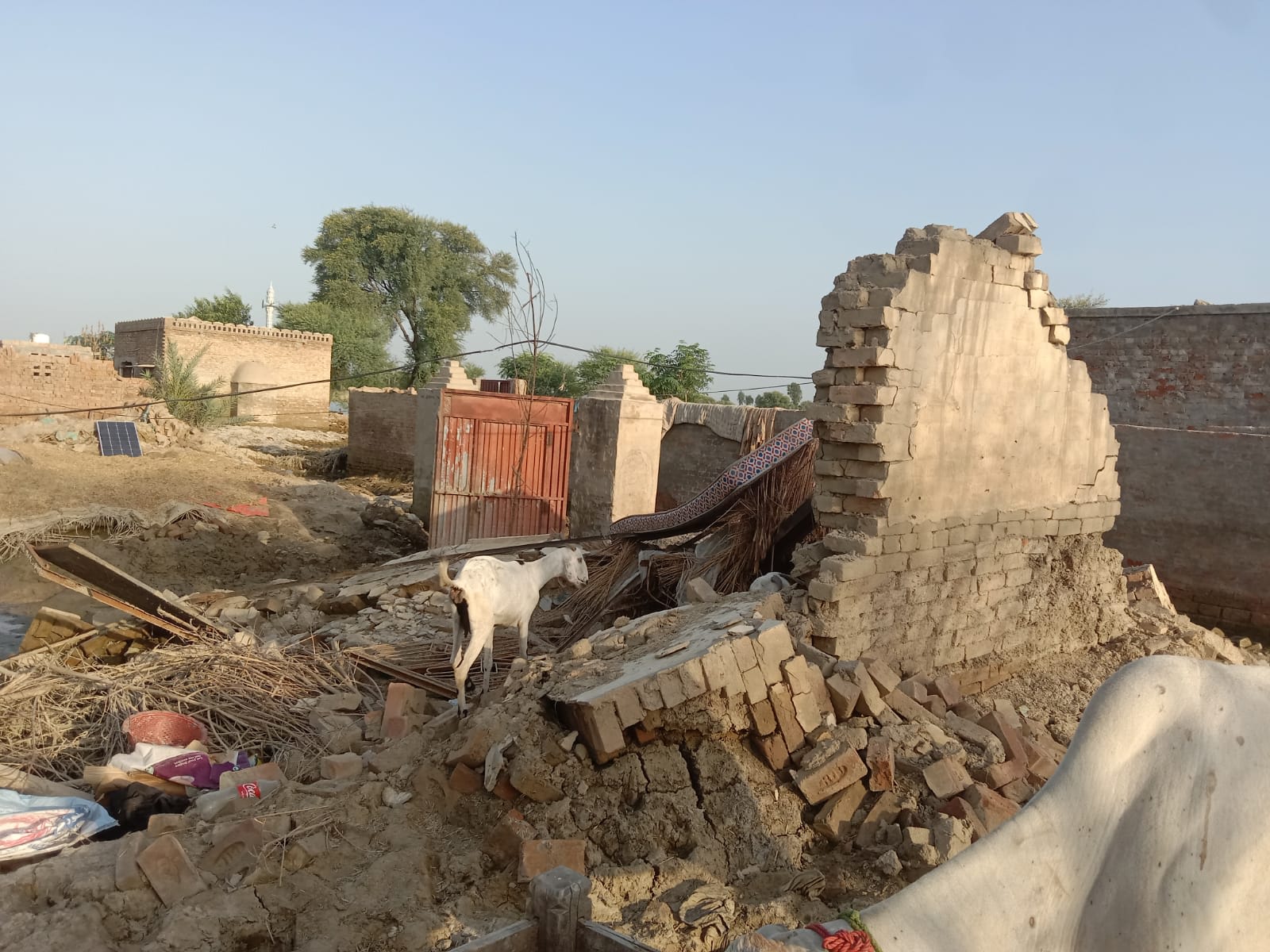 Goat in Pakistan walking over a pile of rubble