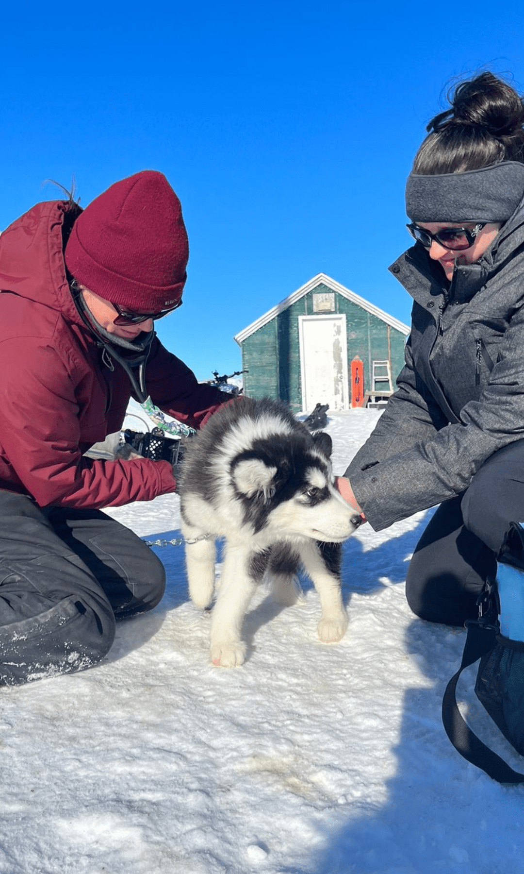 Veterinarians in northern canada