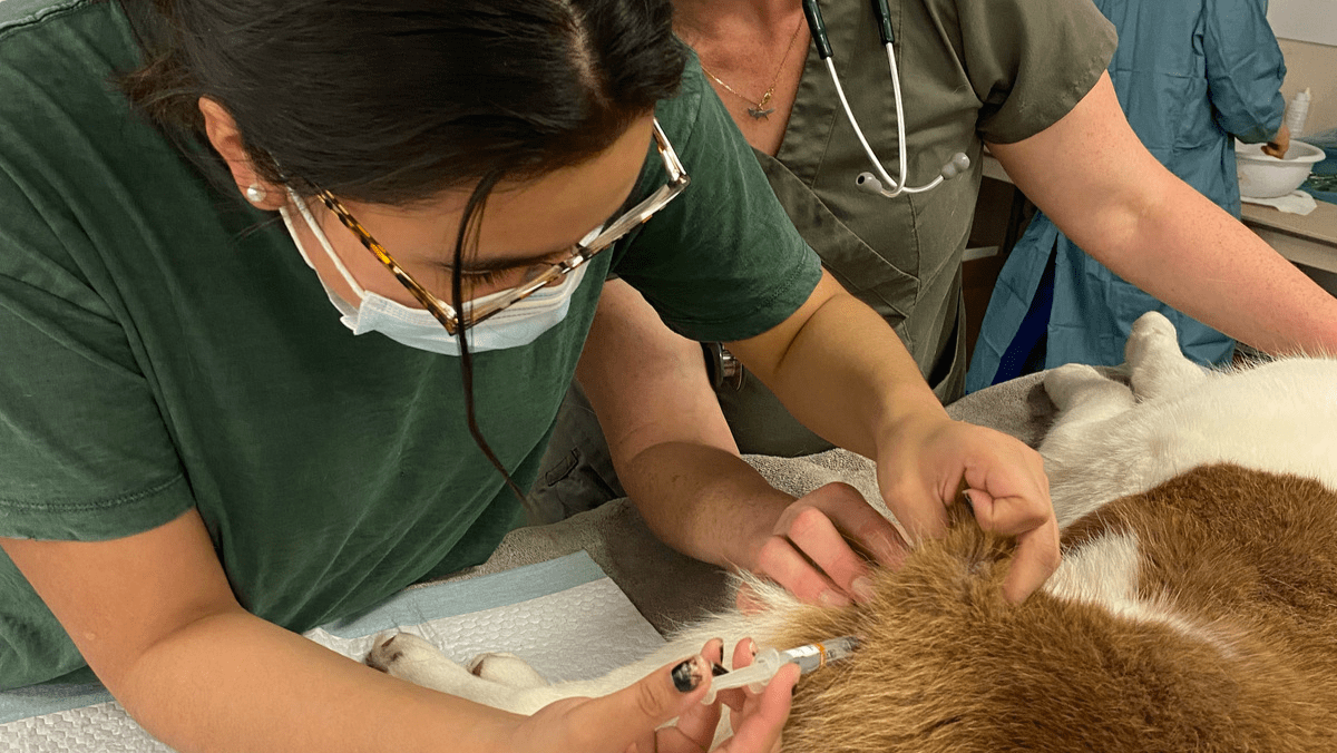 Northern Animal Health volunteer vaccinating a cat