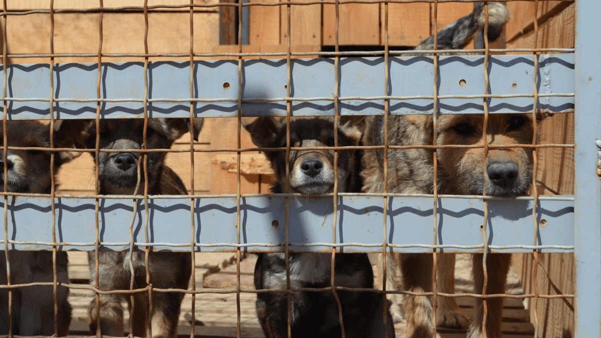 Puppies in Ukraine look through a chain link fence at a shelter