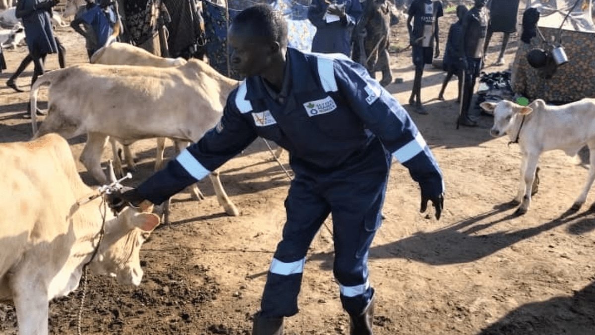 An animal health specialist in South Sudan vaccinates cattle
