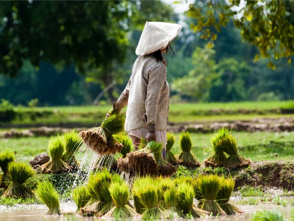 A woman working in a rice field. She has several harvested rice paddies in her hands. Water is running off of them. 