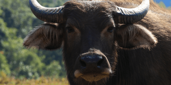 Cow in Laos