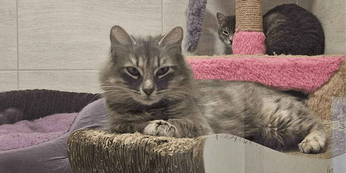 patron pet center
