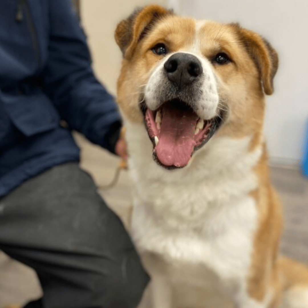 dog at northern clinic