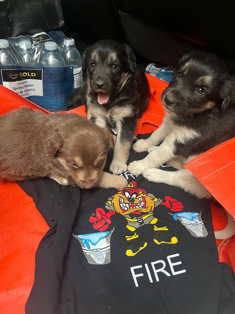 puppies at nwt spca